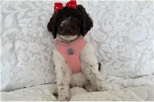 Abigail - Poodle, Standard for sale