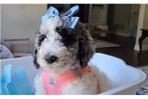 Alea - Poodle, Standard for sale