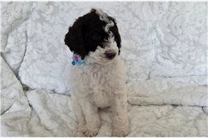 Atticus - Poodle, Standard for sale