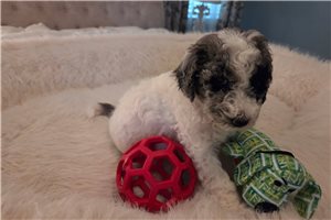 Alea - Poodle, Standard for sale