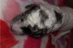 Alea - Standard Poodle for sale