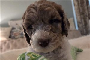 Ashley - Poodle, Standard for sale