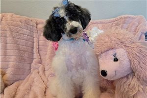 Alea - Poodle, Standard for sale