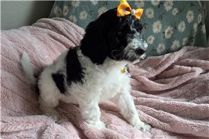Arrow - Poodle, Standard for sale