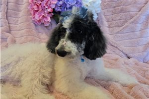 Alea - Poodle, Standard for sale