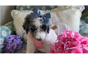 Alea - Poodle, Standard for sale