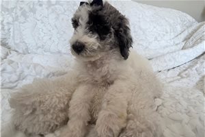 Alea - Poodle, Standard for sale