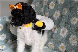 Arrow - Poodle, Standard for sale