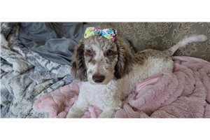 Coco - Poodle, Standard for sale