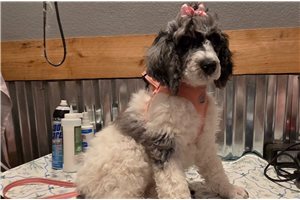 Athena - Poodle, Standard for sale