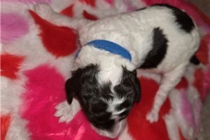 Atticus - Poodle, Standard for sale