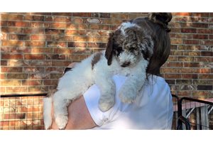 Amiyah - Poodle, Standard for sale