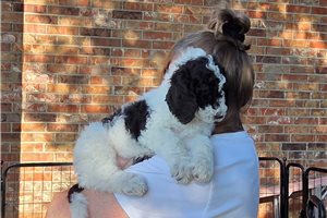 Atticus - Poodle, Standard for sale