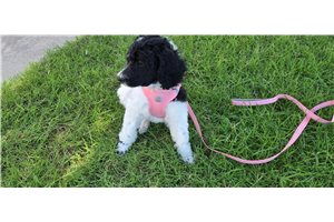 Arrow - Poodle, Standard for sale