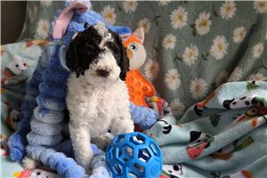 Atticus - Poodle, Standard for sale
