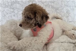 Ashley - Poodle, Standard for sale