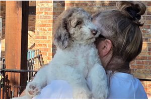 Ashley - Poodle, Standard for sale
