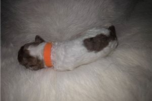Ashley - puppy for sale