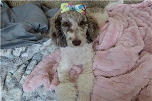 Coco - Poodle, Standard for sale