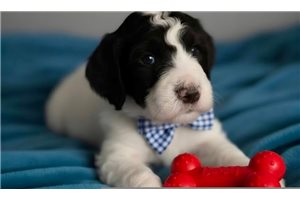 Atticus - Poodle, Standard for sale