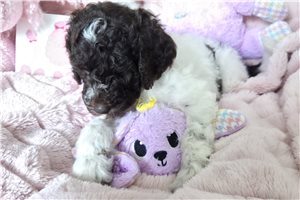 Abigail - Poodle, Standard for sale