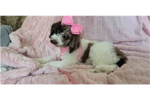 Amiyah - Poodle, Standard for sale