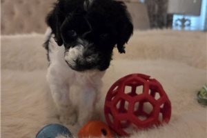 Arrow - Poodle, Standard for sale