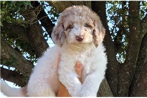 Ashley - Poodle, Standard for sale