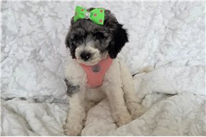 Athena - Poodle, Standard for sale