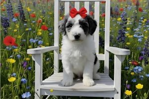 Alea - Poodle, Standard for sale