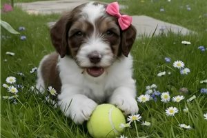 Amiyah - Poodle, Standard for sale