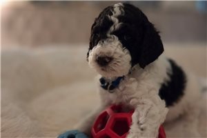 Atticus - Poodle, Standard for sale