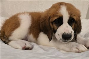 Tiana - Saint Berdoodle - St. Berdoodle for sale