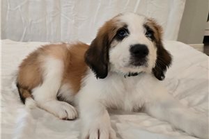 Timber - puppy for sale