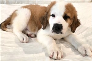 Paisley - Saint Berdoodle - St. Berdoodle for sale
