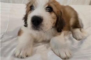 Precious - Saint Berdoodle - St. Berdoodle for sale