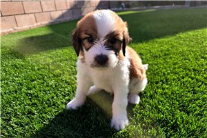 Pixel - Saint Berdoodle - St. Berdoodle for sale