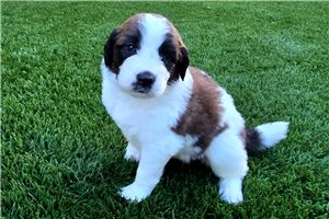 Priah - puppy for sale