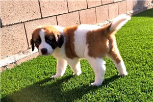 Pluto - Saint Berdoodle - St. Berdoodle for sale