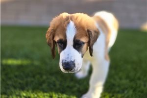 Pluto - Saint Berdoodle - St. Berdoodle for sale