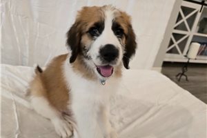 Pogo - Saint Berdoodle - St. Berdoodle for sale