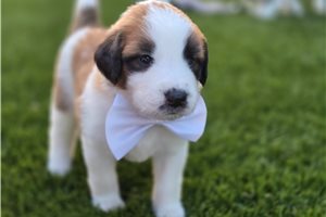 Brock - Saint Berdoodle - St. Berdoodle for sale