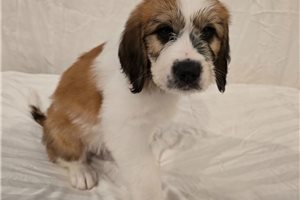 Pixel - Saint Berdoodle - St. Berdoodle for sale
