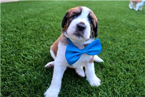 Pogo - puppy for sale