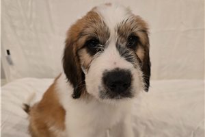 Pixel - Saint Berdoodle - St. Berdoodle for sale