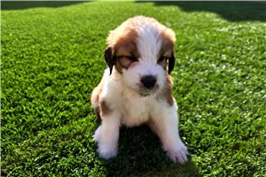 Precious - Saint Berdoodle - St. Berdoodle for sale