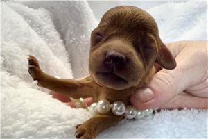 Arrow - Cavapoo for sale