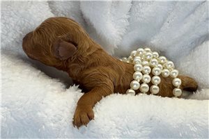 Andy - puppy for sale
