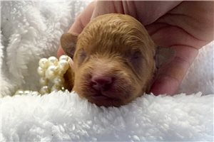 Allie - puppy for sale