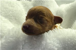 Autumn - puppy for sale